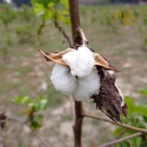 original Phuti Karpas