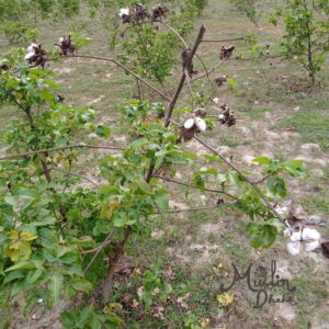 Cultivation of Phuti karpas