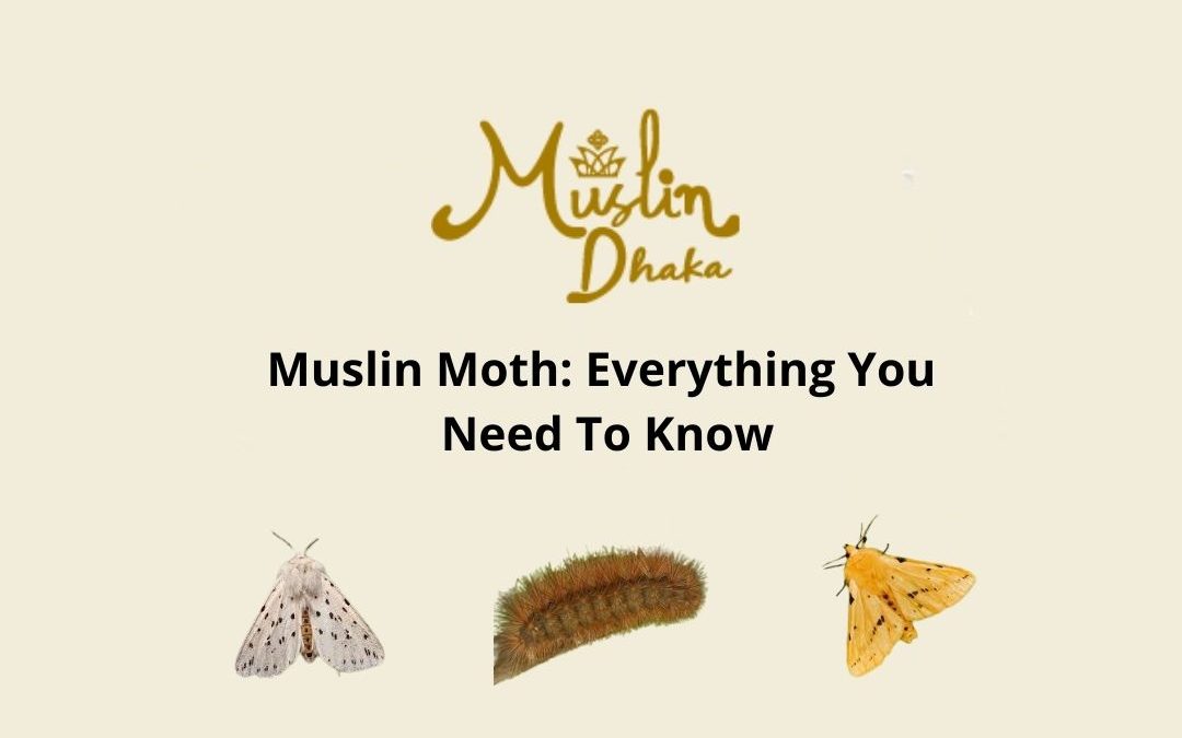 Muslin Moth: Wow Facts that Surprise You in