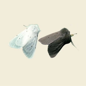 Muslin Moth Life Cycle