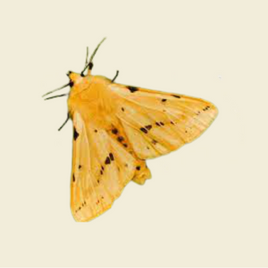 General Characteristics Of Muslin Moth