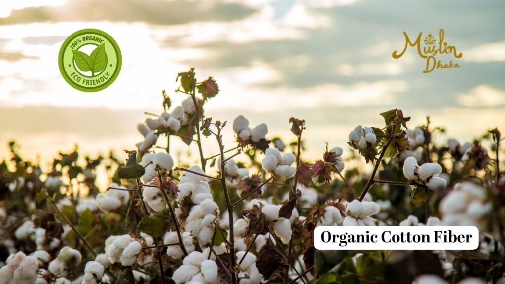Organic Cotton Fiber