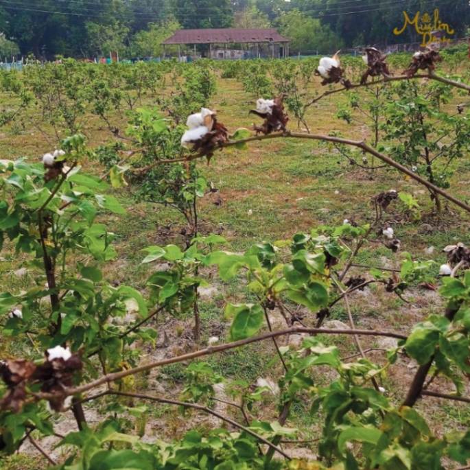 How cotton bale produced from cotton field?