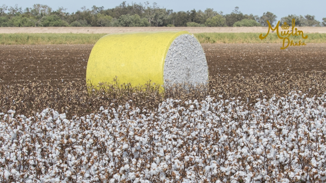 Cotton Bales