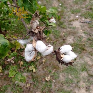 Muslin cloth made of Cotton