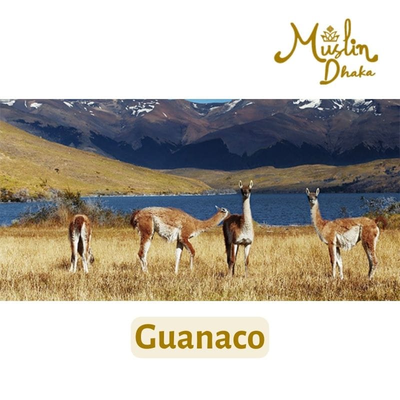 Guanaco wool