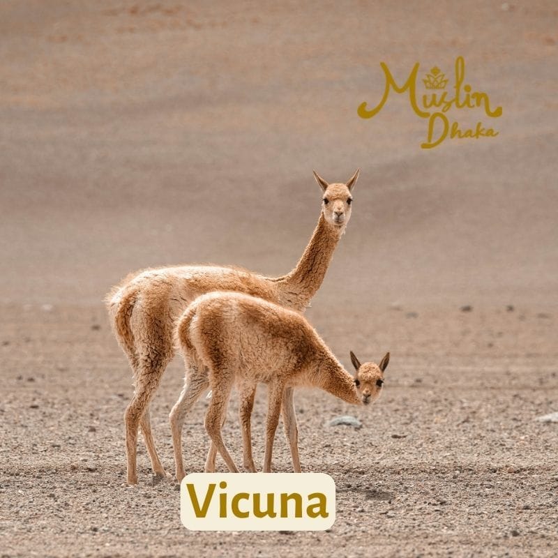 Vicuna Wool