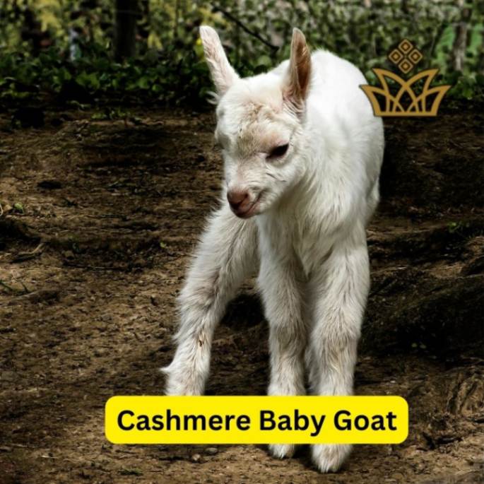 Baby Cashmere Goat
