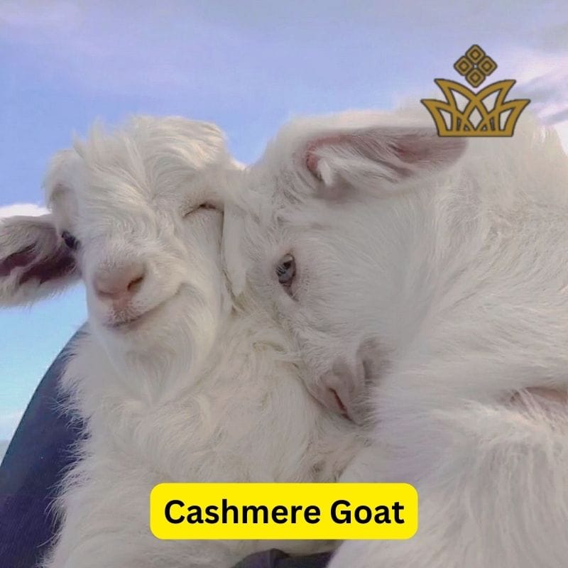 Characteristics of Cashmere Fabric