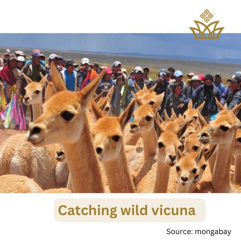 Vicuna & Sustainability