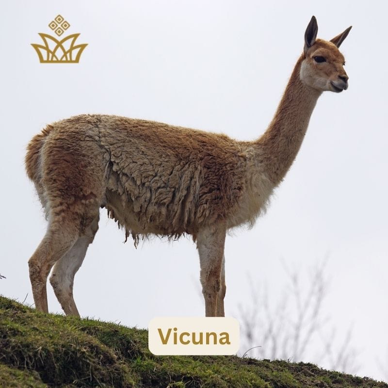 Characteristics of Vicuna fabric