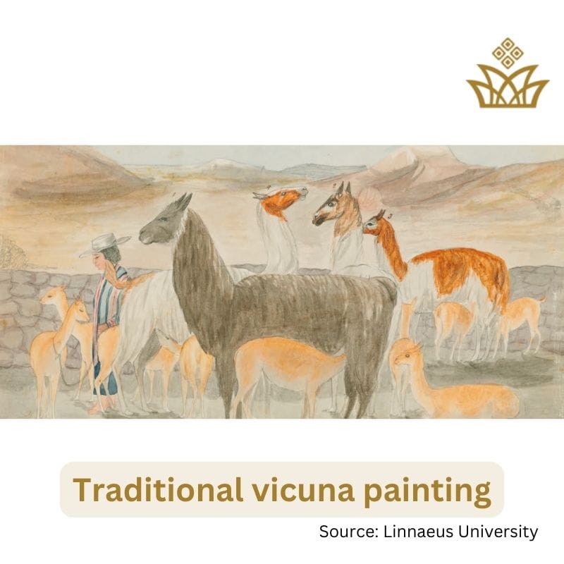 Vicuna wool History