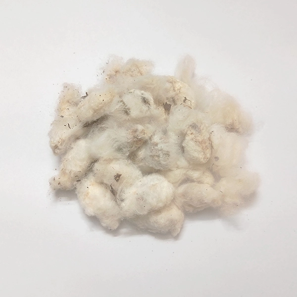 Before ginning raw cotton from phuti karpus with seed