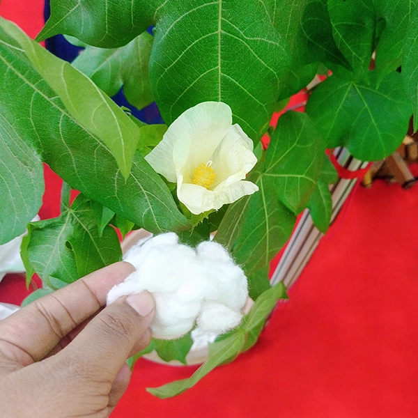 Phuti Karpas where we get cotton muslin dhaka