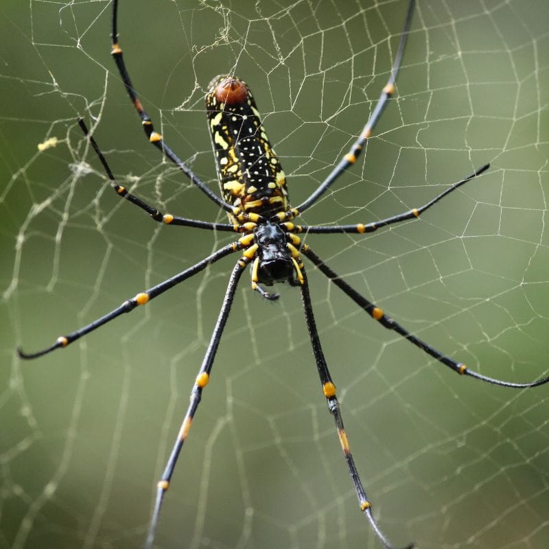 Golden Spider Silk