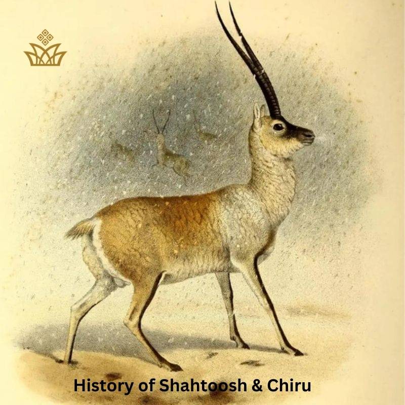 History of Shahtoosh & Chiru