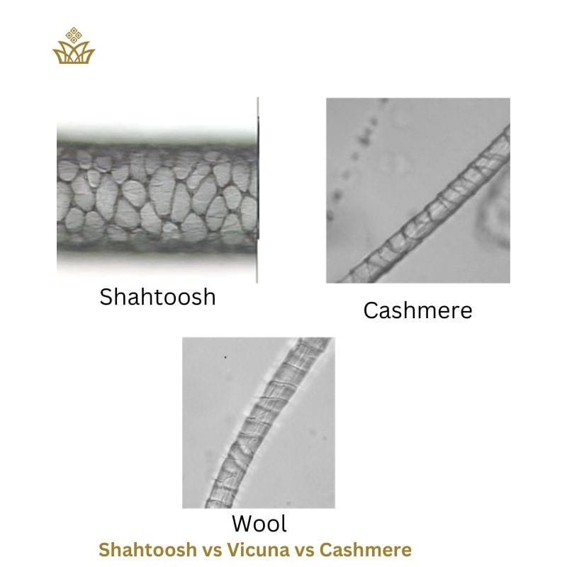 Shahtoosh vs Vicuna vs Cashmere