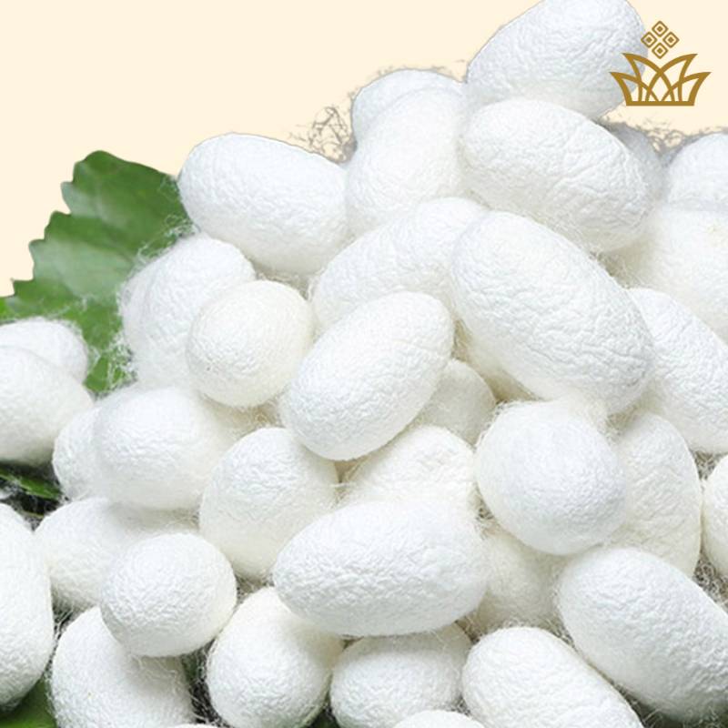 Mulberry Silk cocoons