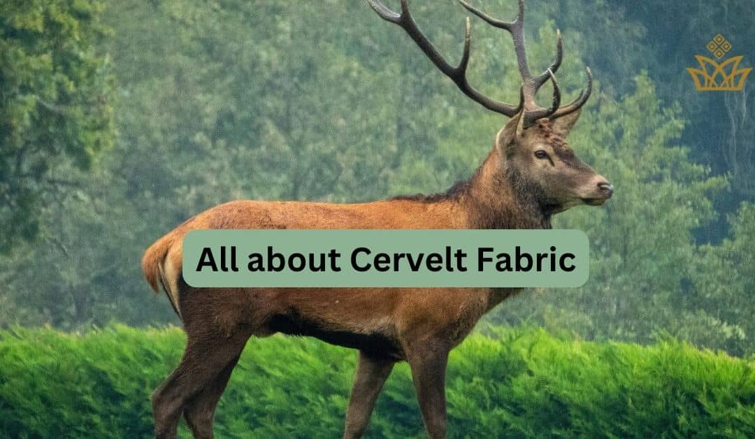 Exclusive Cervelt Fabric: New Star in Modern Luxury Fashion