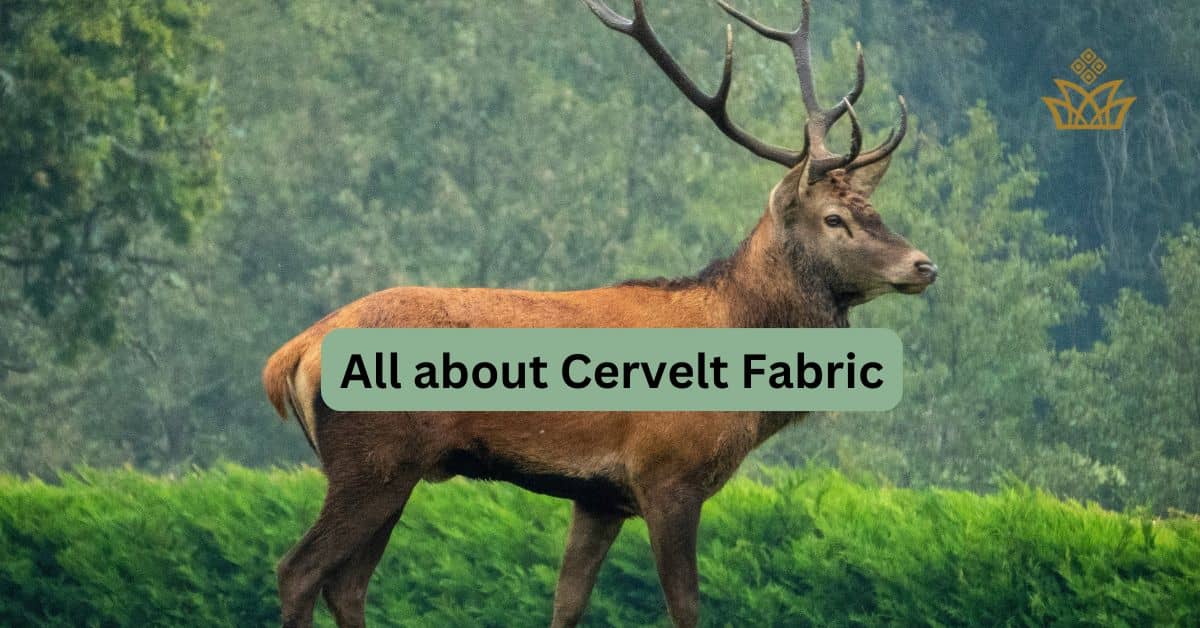 Exclusive Cervelt Fabric Star in Modern Luxury Fashion