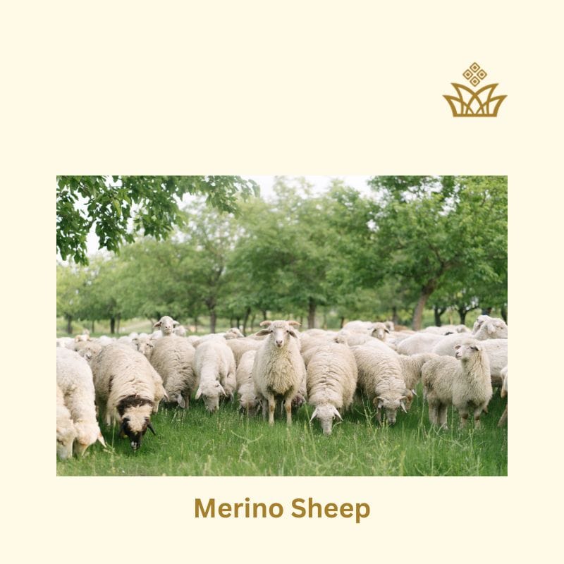 History of Merino sheep Wool 